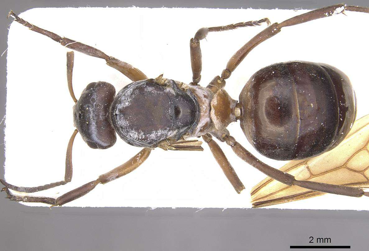 Image of wood ant