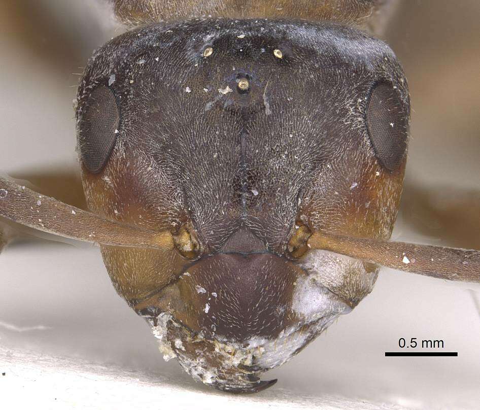 Image of wood ant