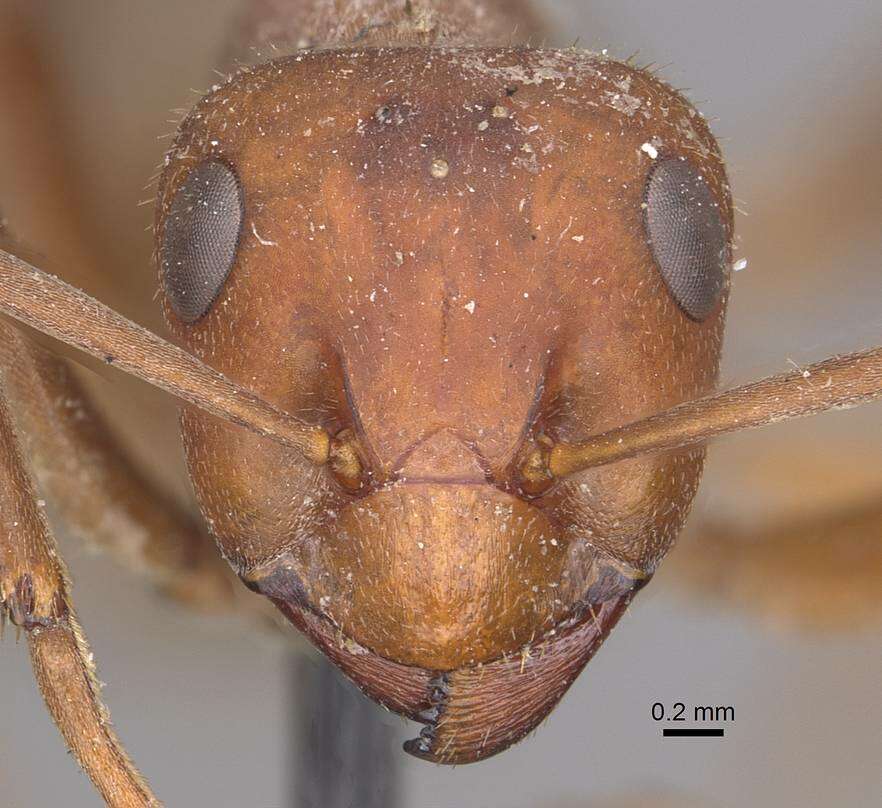 Image of Formica yessensis Wheeler 1913