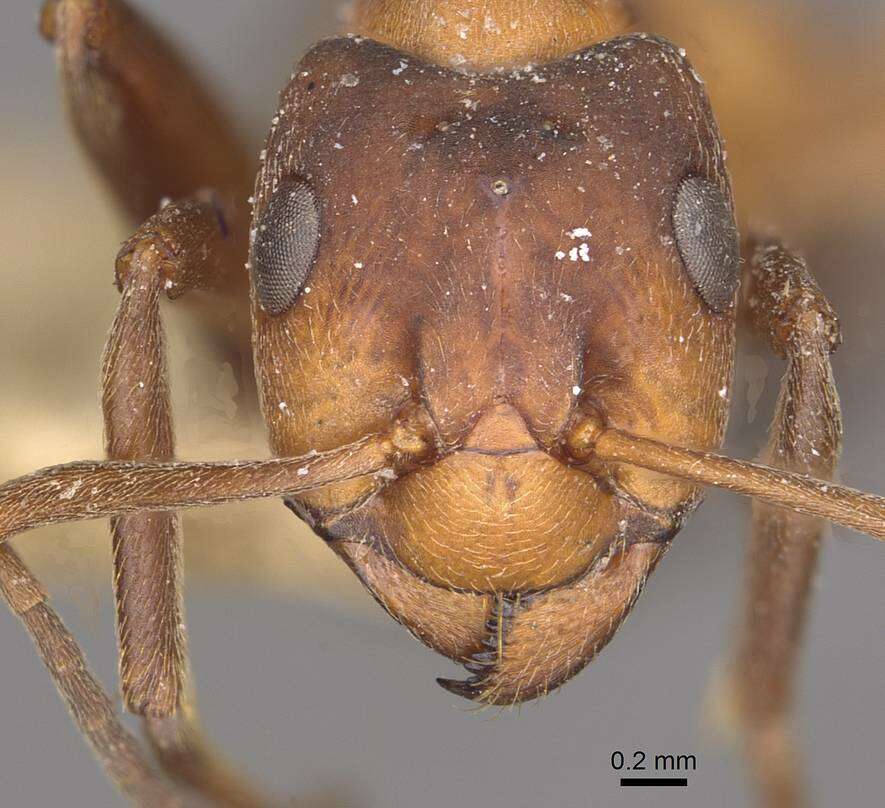 Image of Narrow headed ant