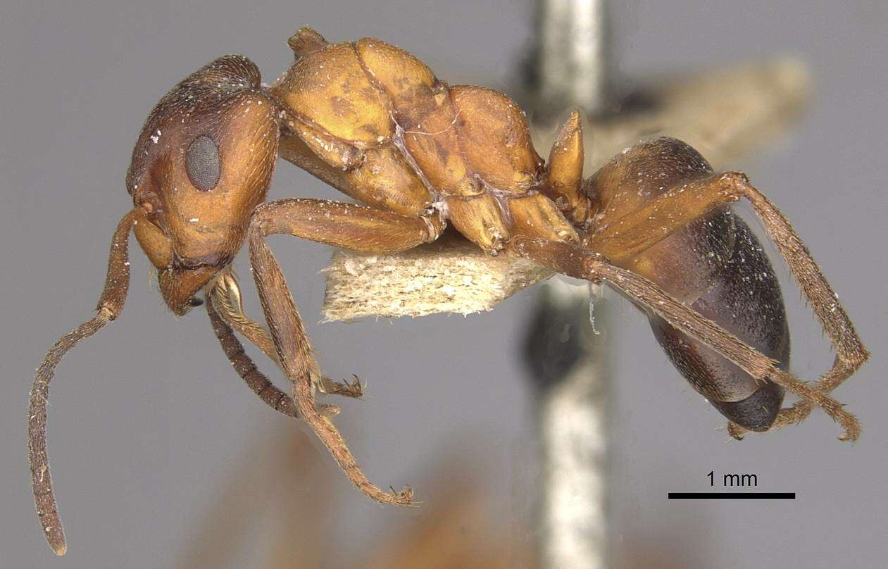 Image of Narrow headed ant