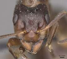 Image of Narrow headed ant