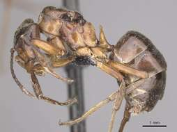 Image of Narrow headed ant
