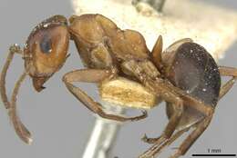 Image of Narrow headed ant