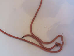 Image of long-beaked Blind Snake