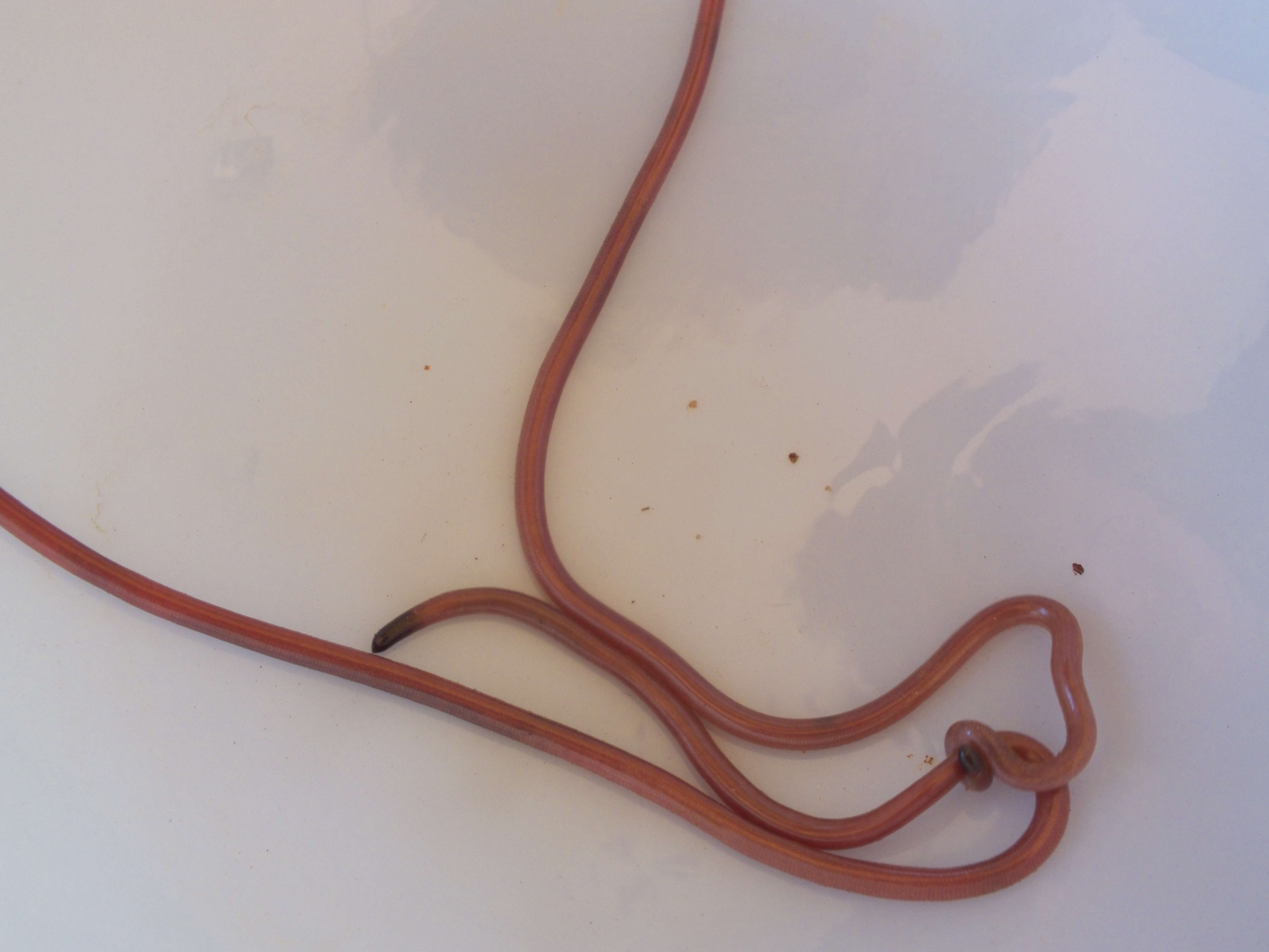 Image of long-beaked Blind Snake