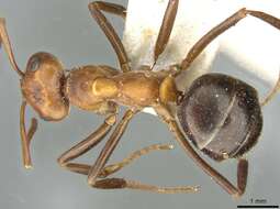 Image of Allegheny Mound Ant