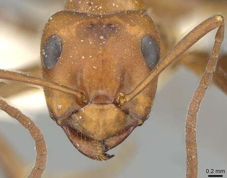 Image of Allegheny Mound Ant