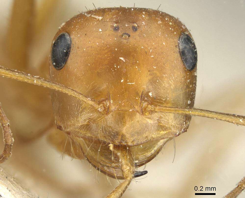 Image of Formicoidea
