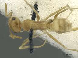 Imagem de <i>Cataglyphis pallida</i>