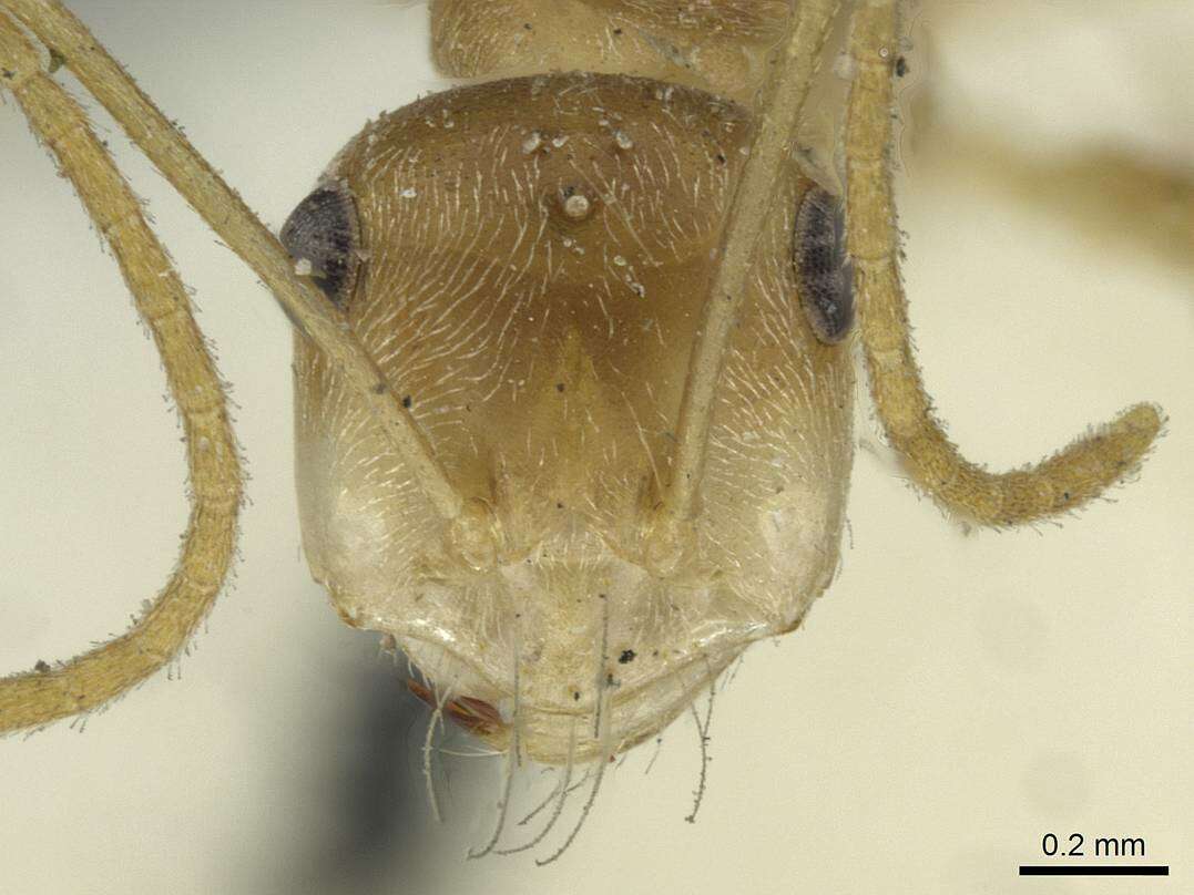 Imagem de <i>Cataglyphis pallida</i>