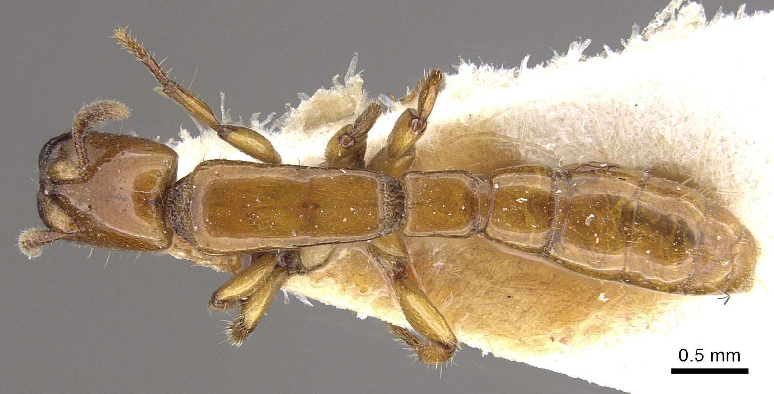 Слика од Acanthostichus femoralis Kusnezov 1962