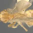 Image of Acropyga dubitata (Wheeler & Mann 1914)