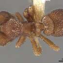 Image of Eurhopalothrix papuana