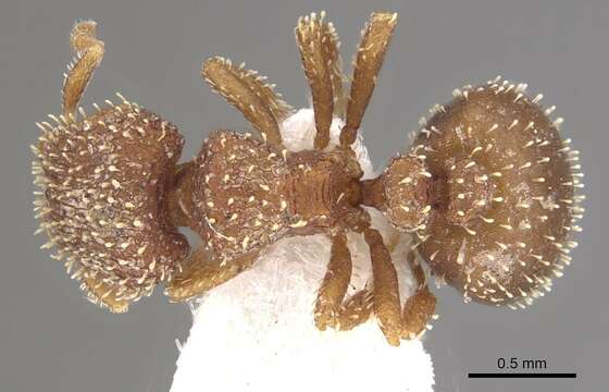 Calyptomyrmex singalensis Baroni Urbani 1975的圖片