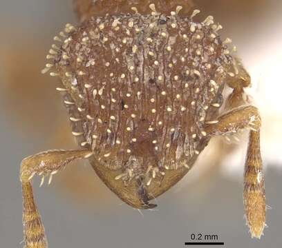 Calyptomyrmex singalensis Baroni Urbani 1975的圖片