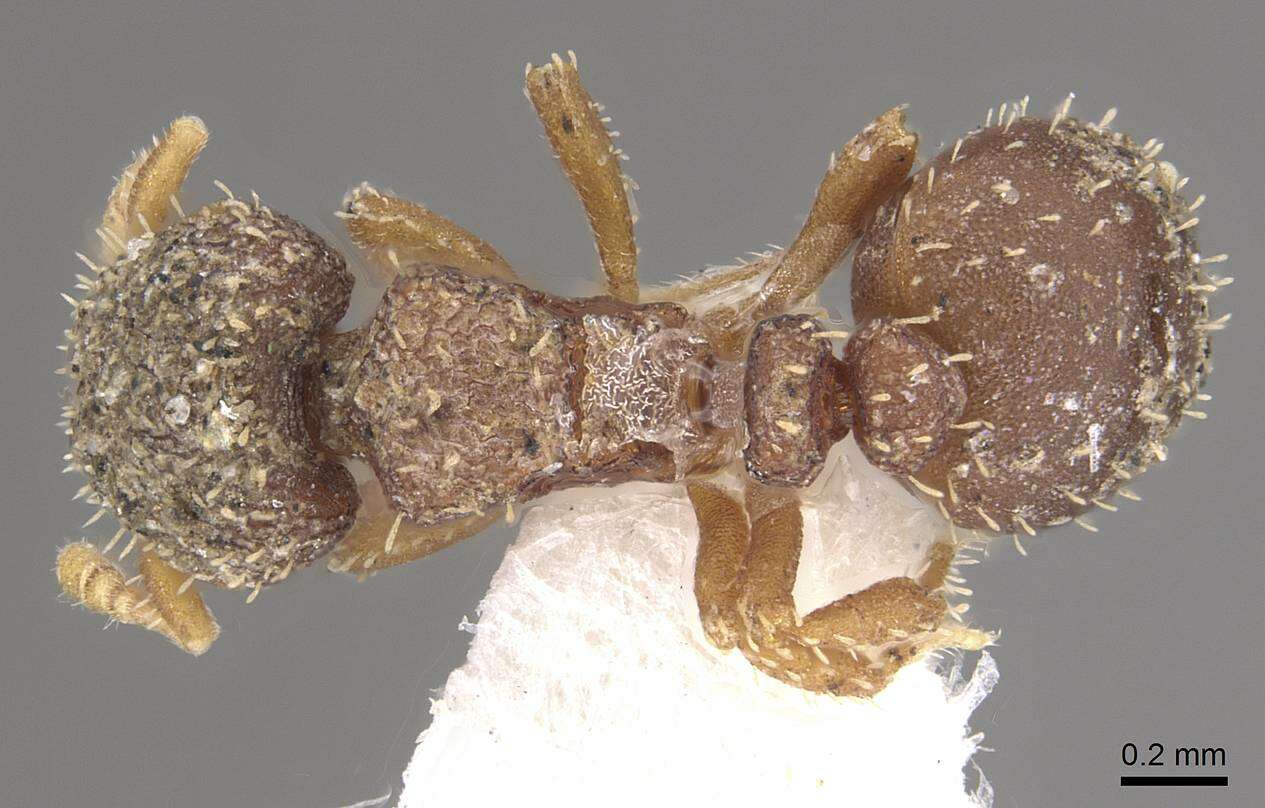 Image of Calyptomyrmex vedda Baroni Urbani 1975