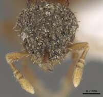 Image of Calyptomyrmex vedda Baroni Urbani 1975