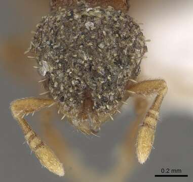 Image of Calyptomyrmex vedda Baroni Urbani 1975