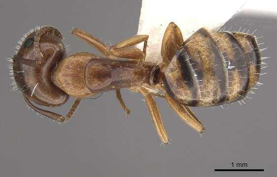 Image of Camponotus ogasawarensis Terayama & Satoh 1990