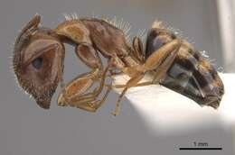Image of Camponotus ogasawarensis Terayama & Satoh 1990