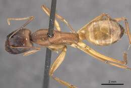 Image de Camponotus oasium Forel 1890