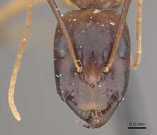 Imagem de Camponotus oasium Forel 1890