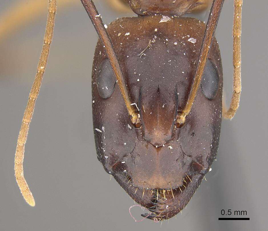 Image de Camponotus oasium Forel 1890