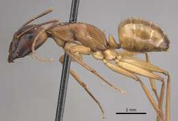 Plancia ëd Camponotus oasium Forel 1890