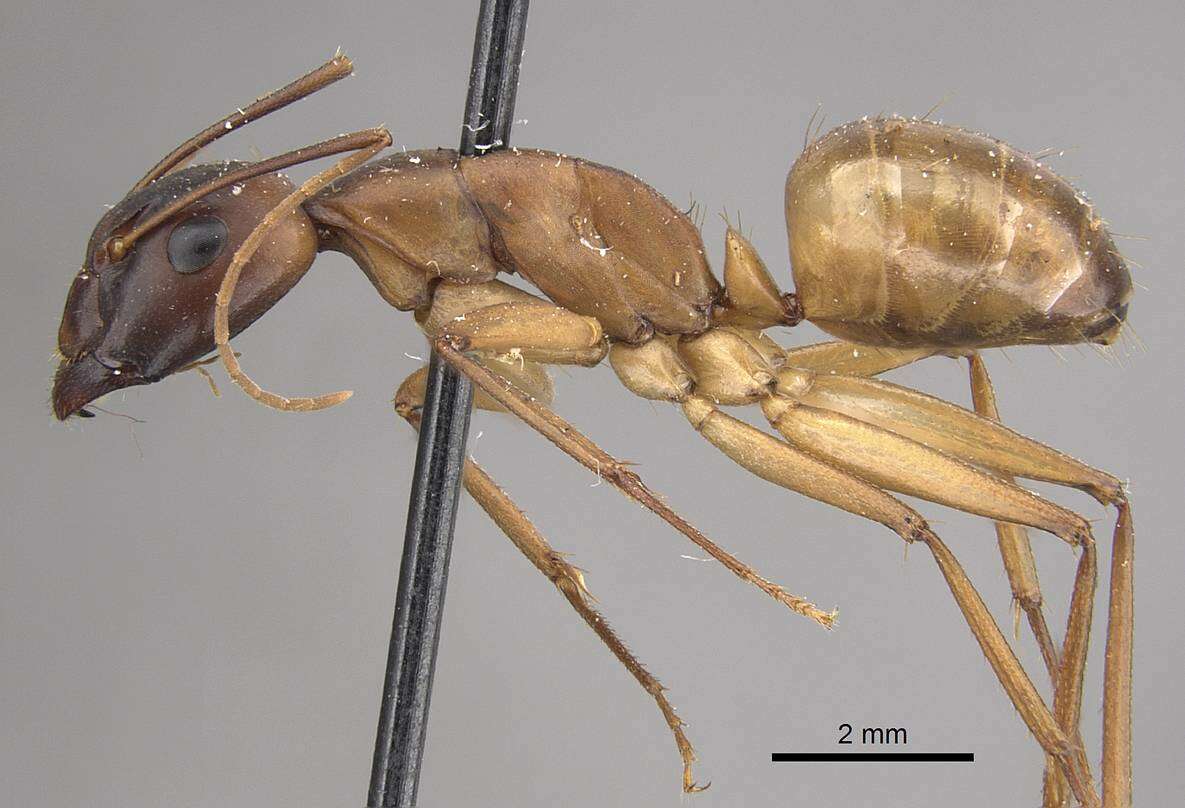 Imagem de Camponotus oasium Forel 1890