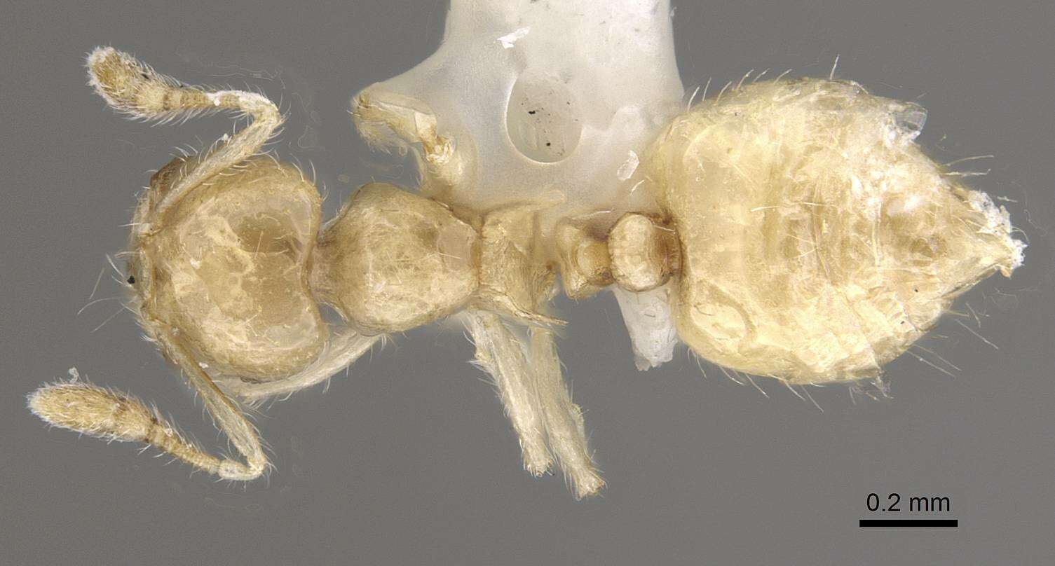 Image of Crematogaster masukoi