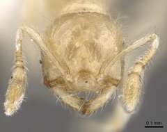 Image of Crematogaster masukoi