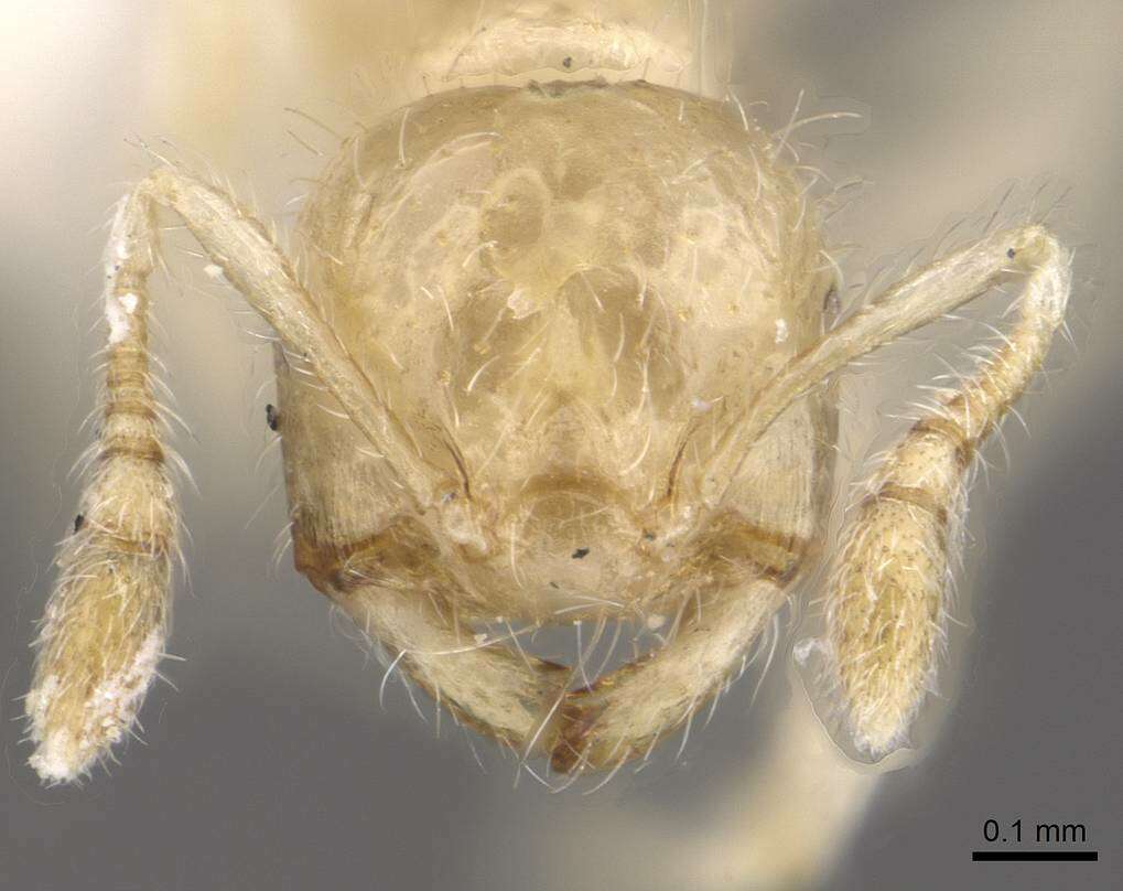 Image of Crematogaster masukoi