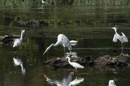 Image of Snowy Egret