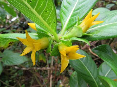 Image of Few-Flower Labordia