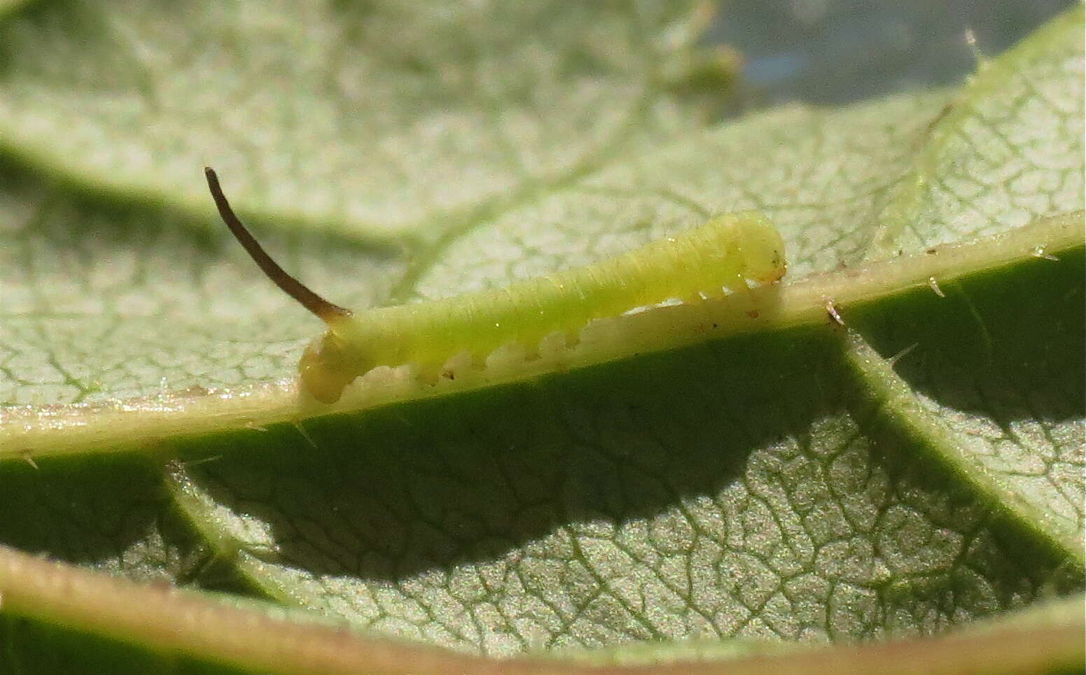 Image of privet hawk-moth