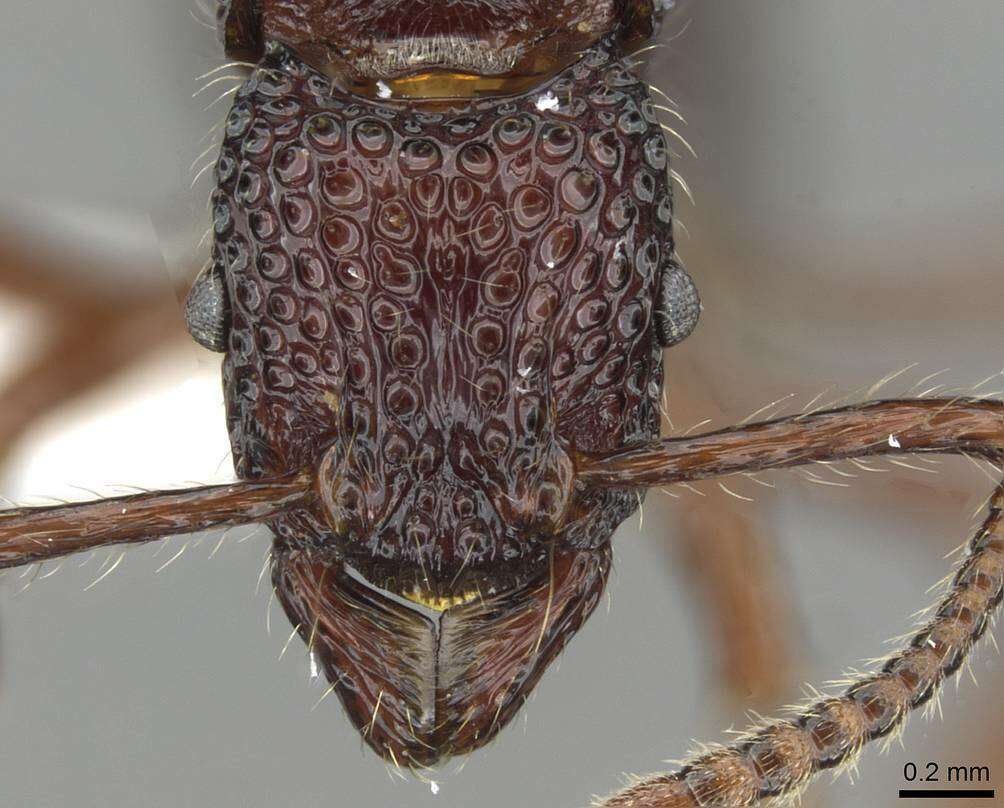 Image of Gnamptogenys gabata