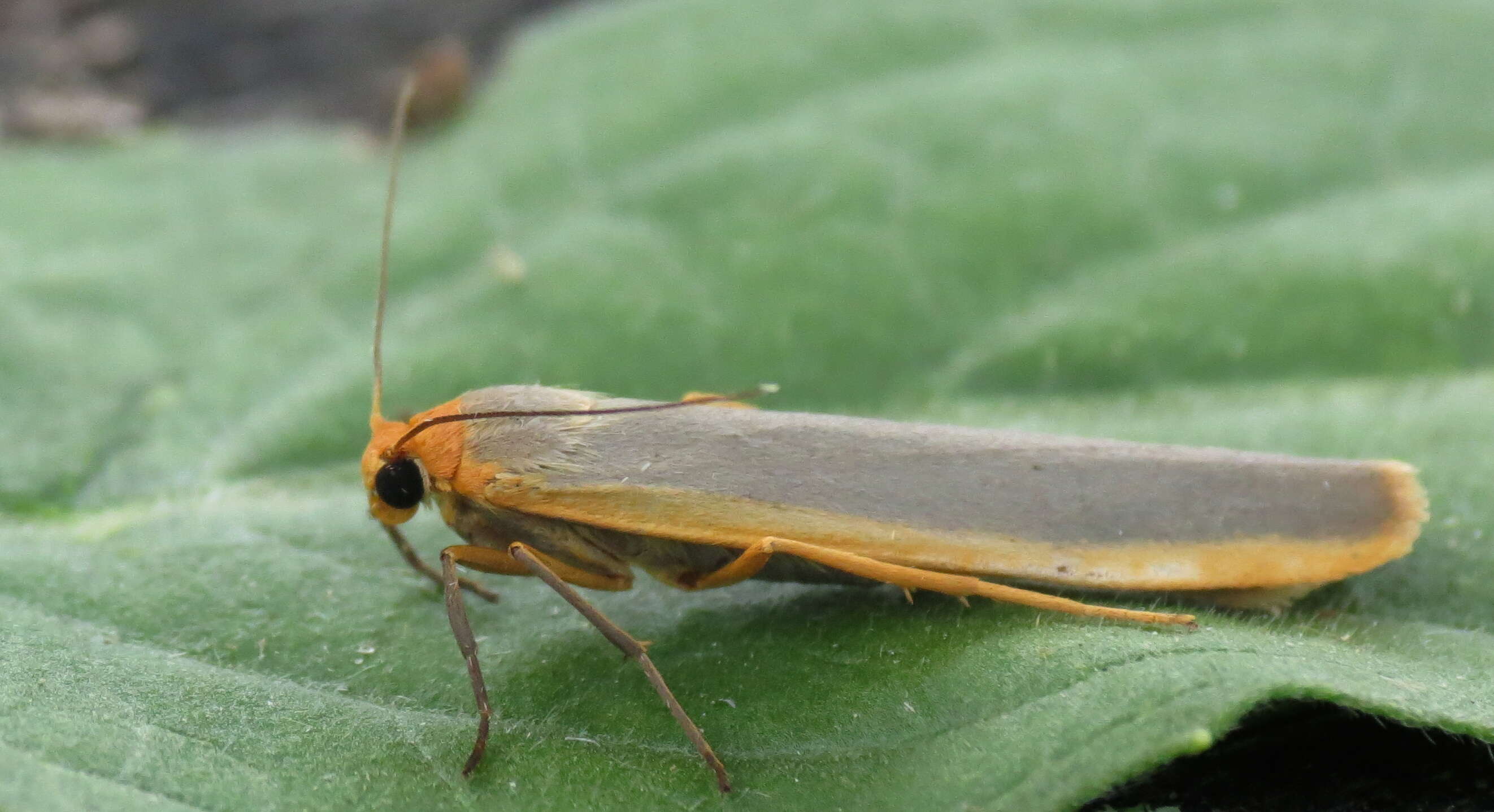 Eilema complana Linnaeus 1758 resmi