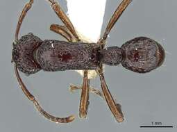 Image of Gnamptogenys scalpta