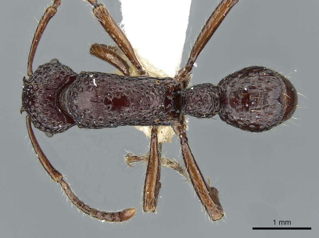 Image of Gnamptogenys scalpta