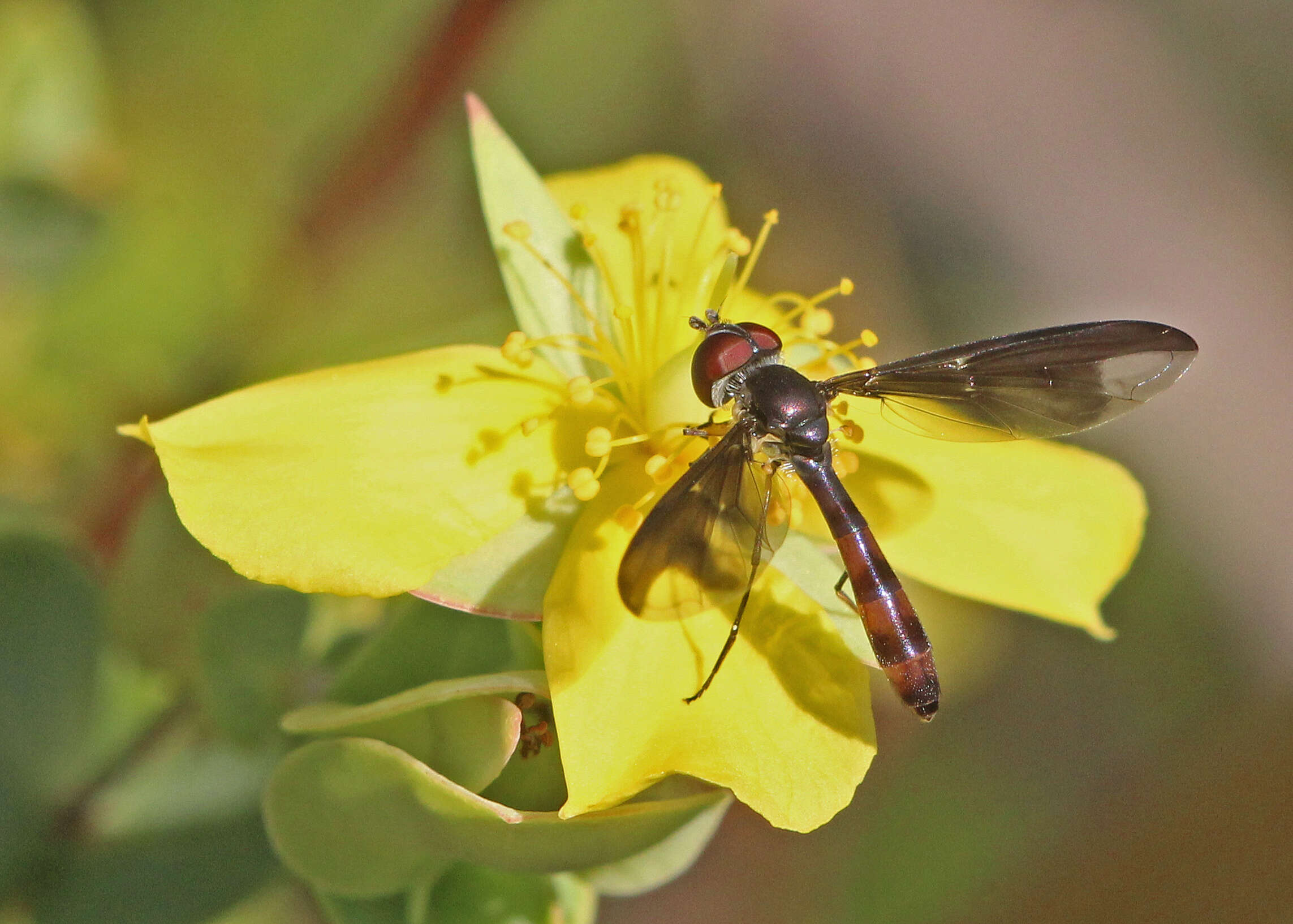 صورة Ocyptamus fuscipennis (Say 1823)