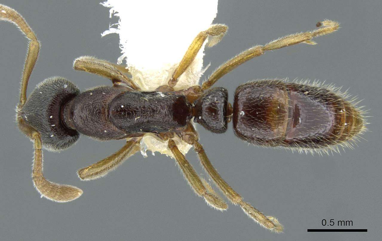 Image of <i>Hypoponera hebes</i>