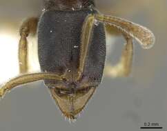 Image of <i>Hypoponera hebes</i>