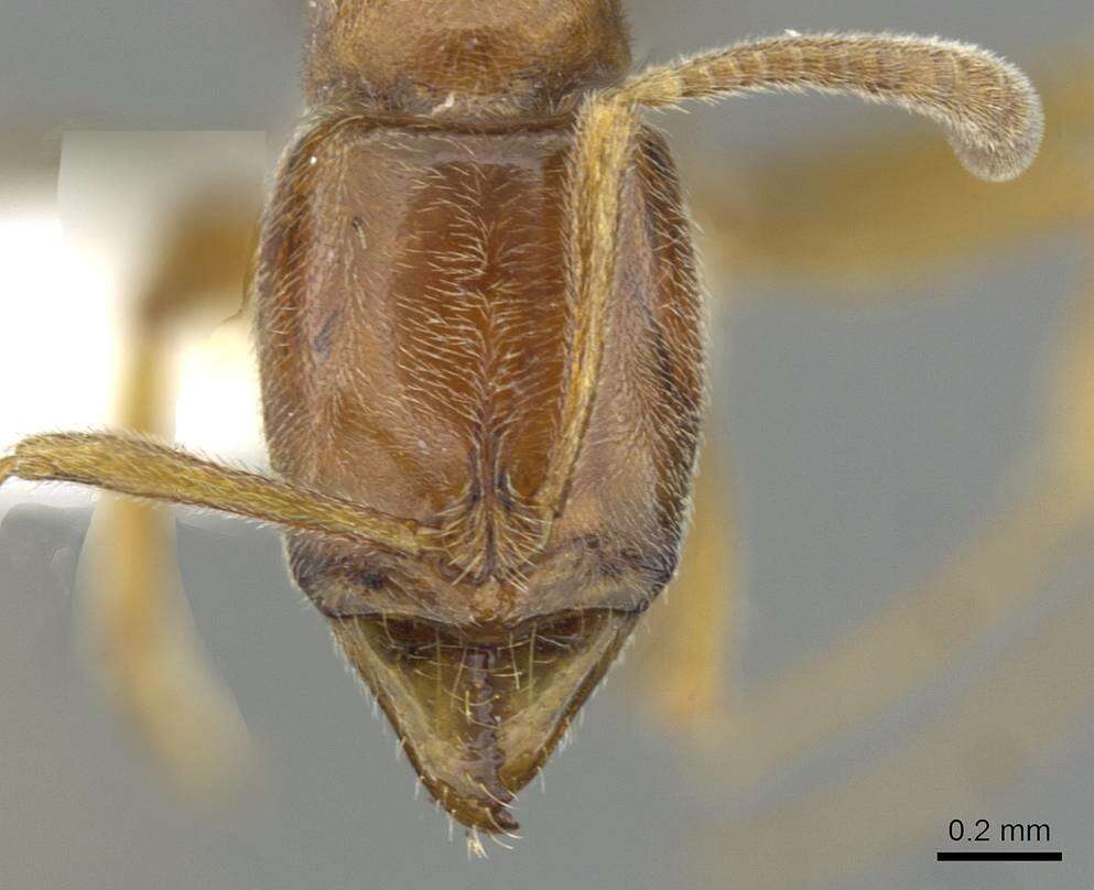 Image of <i>Hypoponera ignavia</i>