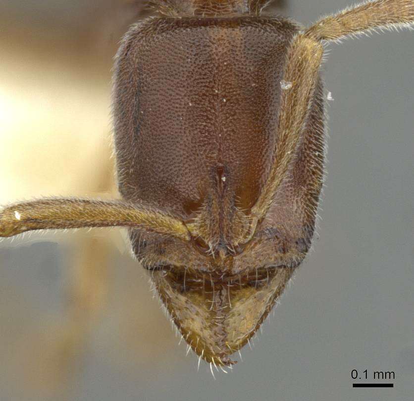 Image of <i>Hypoponera segnis</i>