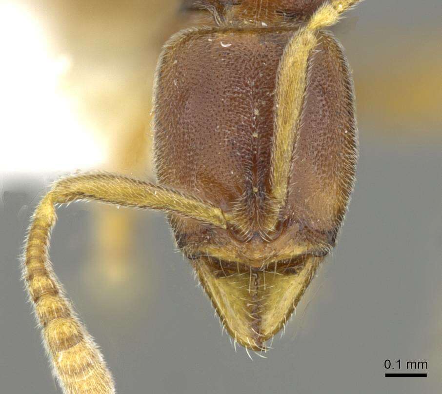 Image of <i>Hypoponera surda</i>
