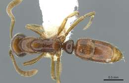 Image of <i>Hypoponera tristis</i>