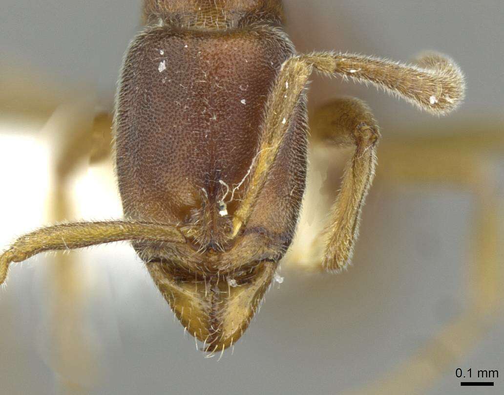 Image of <i>Hypoponera tristis</i>