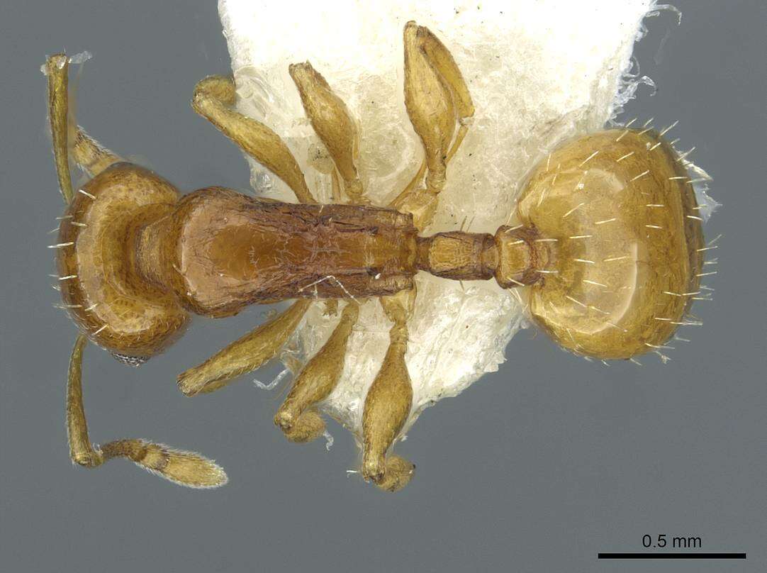 Image of <i>Temnothorax cristinae</i>