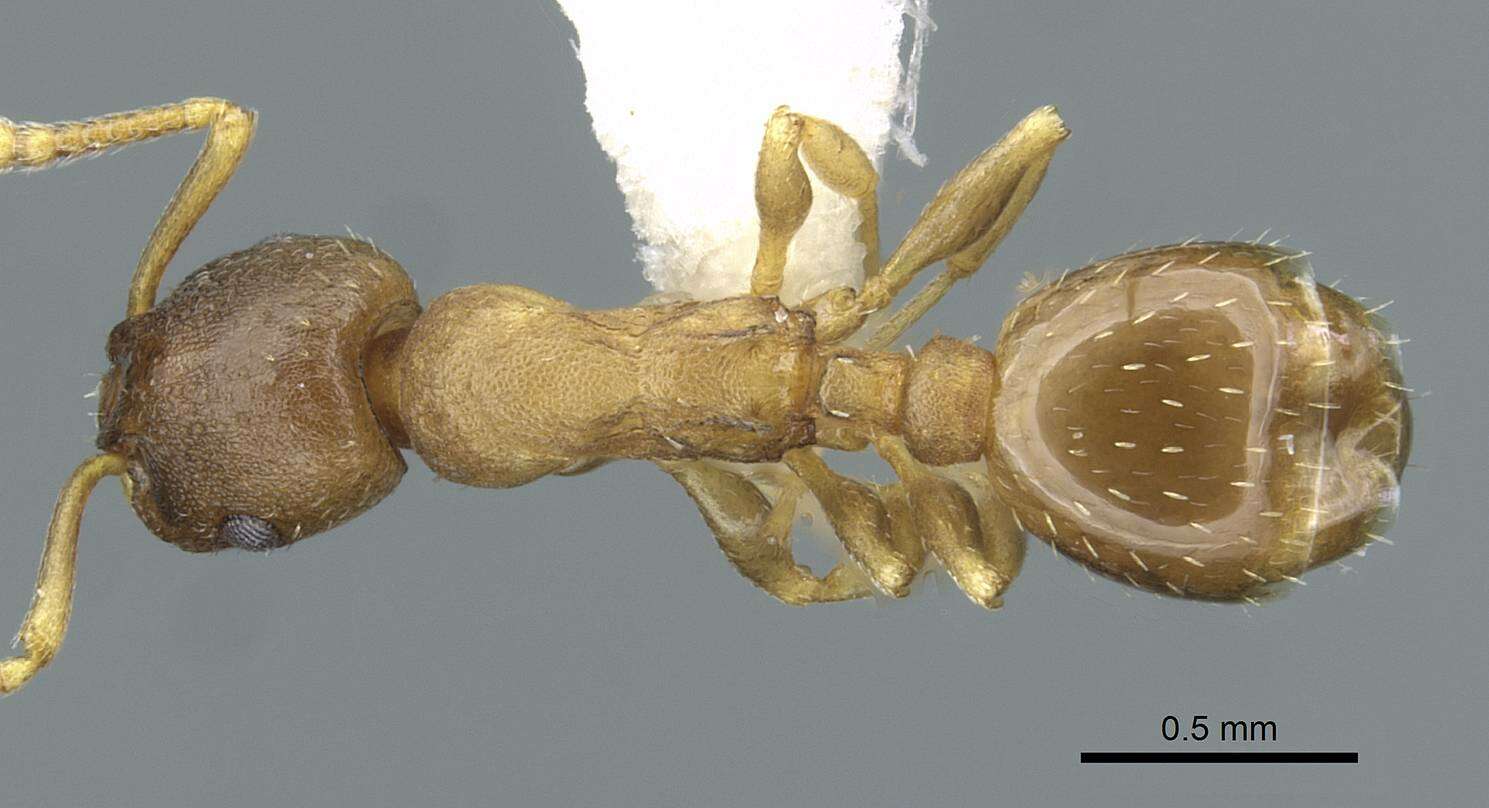 Image of Leptothorax retractus Francoeur 1986